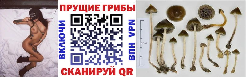 Галлюциногенные грибы Cubensis  цены наркотик  Людиново 